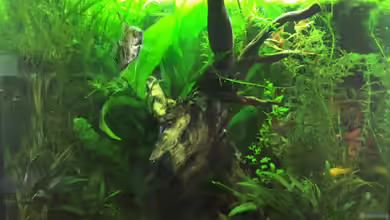 Lido 200 Gesellschaftsbecken von Clemens