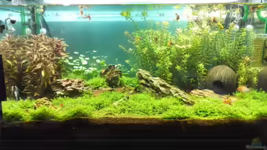 Life in Green von Tobias93