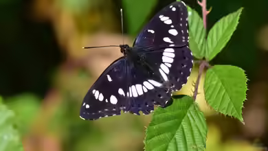 Limenitis reducta im Garten