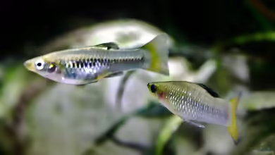 Limia perugiae: Perugia-Kärpfling im Aquarium halten
