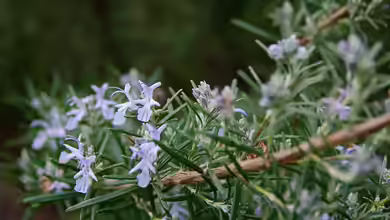 Lippenblütler - Vielfalt und Schönheit für Garten und Natur