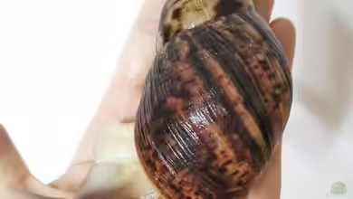Lissachatina reticulata im Terrarium halten
