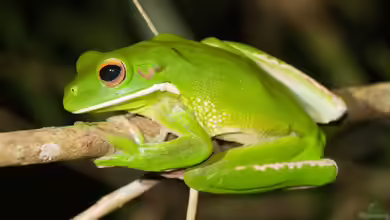 Litoria infrafrenata im Terrarium halten