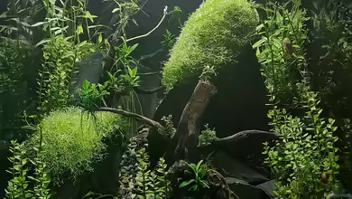 Little Asia Caridina Tank von David Schneider Aquaristik