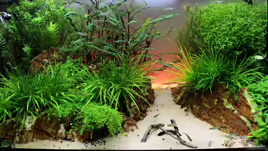 Little Asia von Bjarke