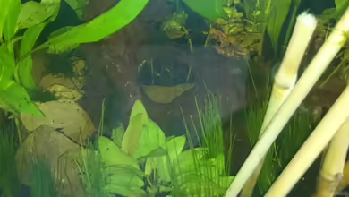 Little bettas paradise von Jahira