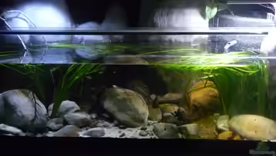 Little creek von DerImperator