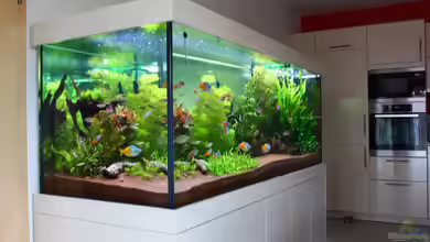 Little Dream von Schmausi