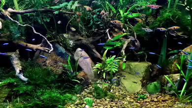 Little Dschungel von snooze