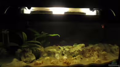 Little Lake Tanganjika (Nur noch als Beispiel) von Locke1992