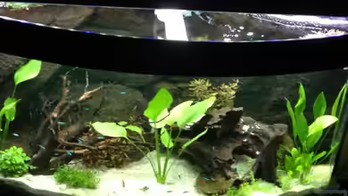 Little Southamerica von Malawilike