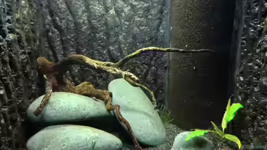 Little Sulawesi von Ghost