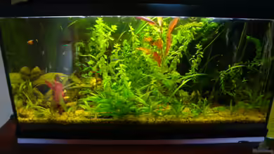 little Tank von B1gT4nk