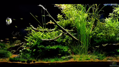 Little World 3.0 aufgelöst von Dirk F.