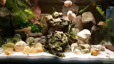 Live and let die von Dukes Aquaristikexperimente