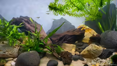 Loaches again von okefenokee