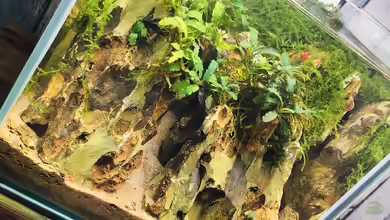 "Lonley Mountain - Erebor" Nano-Scape von DiskusMummy