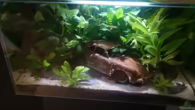 Lost Car - Fluval Edge I von Mas Max