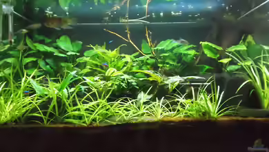 Luftbefeuchter von Ralf-Uwe Hedderich