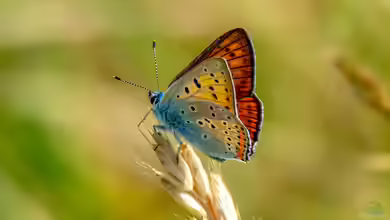 Lycaena alciphron im Garten