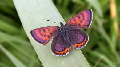 Lycaena helle im Garten