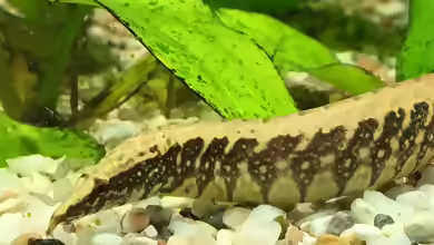 Macrognathus: Stachelaale für erfahrene Aquarianer