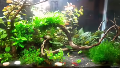 Märchenhaft von feuervogel-82