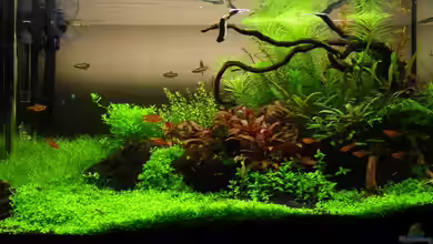 Märchenwald (Nur noch Beispiel) von YoshiMaus