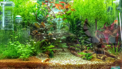 Märchenwald von Solvin