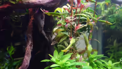 Magic Aquascaping von Dario