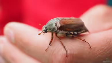 Maikäfer - faszinierende Gartenbewohner und ihre Bedeutung