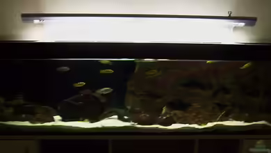 Malawi ... nur noch als Beispiel von Eginger