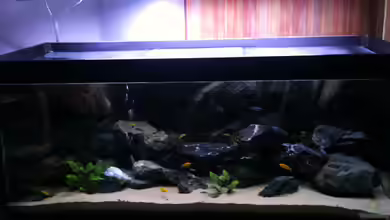 Malawi - Becken von SirHawkman