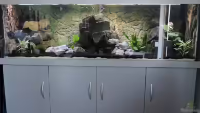 Malawi - Showbecken von TimBo1781