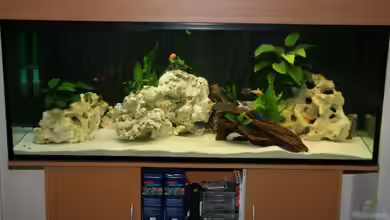 Malawi - Tanganjika von Big-Brother