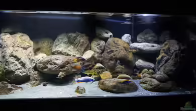 Malawi 2 (aufgelöst, nur noch Beispiel ) von andreas32