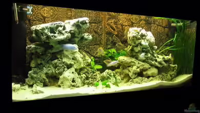 MALAWI 240 (2006-2008) von Deutschmaschine