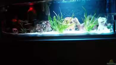 Malawi 450 von Bootboy