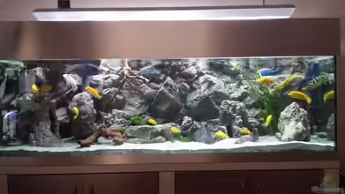 Malawi african sea or "Der Mühe Lohn" von Thomas u. Gabriele P.