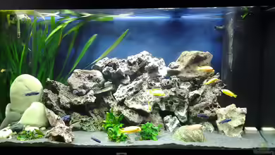 Malawi Aqaurium - 350 L von Sascha56