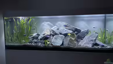 Malawi Aquarium Mbuna/ Nonmbuna von Stephan Senger