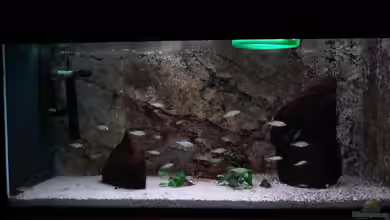 Malawi Aufzuchtsbecken von Spaceace