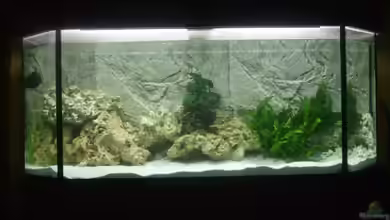 Malawi aus hagen von Malawihagen