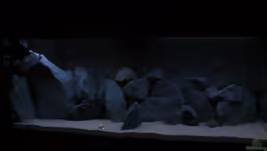 Malawi Becken 325L von Oliver H.