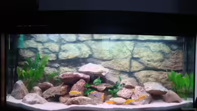 Malawi Becken Juwel von Sebastian Stadler