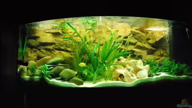 malawi Becken von schwiizerfisch93