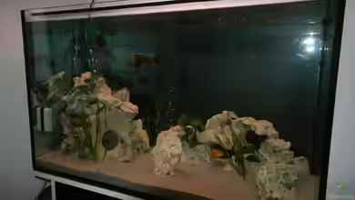 Malawi Becken von Yves Luchsinger