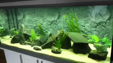 Malawi-Becken von mikegarten007