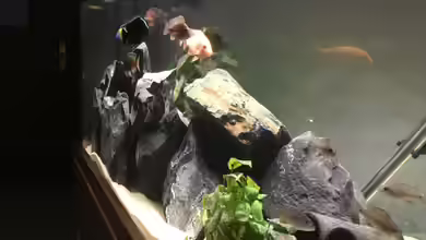 Malawi Becken von Stefan Neubert