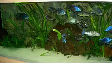 Malawi Becken von Abdullah Özer